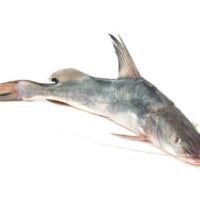 Ayer/Ayar Fisch 1kg+
