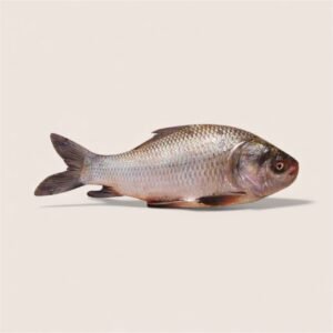 Katla Fish 3,5kg+ Price per Kg
