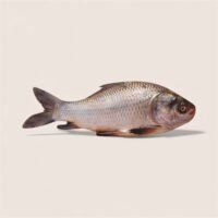 Katla Fish 1kg-3,49kg Price per KG
