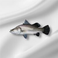 KORAL(UNIDEX) : 2KG+:- 1Unit is 1Kg