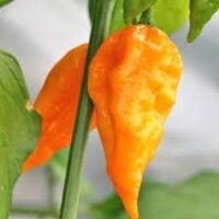 NAGA MORICH(OBST) : :- 1Unit is 1Kg