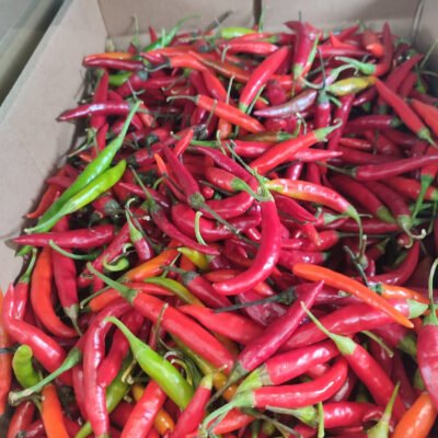 Rat chilli 1 Kg